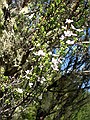 Leptospermum scoparium, Manuka, Mount Robert