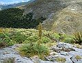 Aciphylla colensoi,  Mount Arthur