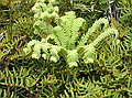 Sticherus cunninghamii (pale) and Glychenia dicarpa (dark), Umbrella ferns, Tongariro NP