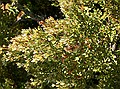 Mountain celery pine, Phyllocladus alpinus, Tongariro NP