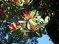 Mistletoe, Peraxilla tetrapetala, Tongariro NP