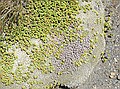Raoulia hookeri
var. albosericea with Kelleria sp., Tongariro NP