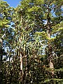Dracophyllum traversii, Mount Arthur