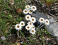 Helichrysum bellidioides, Mount Arthur