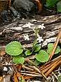 Ourisia macrophylla, Cobb Valley