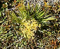Aciphylla montana, Sealy Tarns
