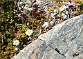 South Island Edelweiss, Leucogenes grandiceps, Sealy Tarns