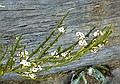 Carmichaelia robusta, Sealy Tarns