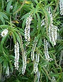 Hebe salicifolia, Mount Cook village