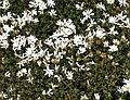 Celmisia brevifolia, Old Man Range