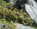 Dracophyllum menziesii, Homer tunnel nature trail