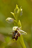 Ophrys umbilicata (Woodcock Orchid)