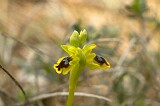 Ophrys lutea galilaea (Yellow Bee Orchid)