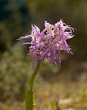 Orchis italica (Naked man orchid)