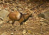 Mouflon (in cages)