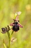 Ophrys mamosa