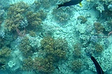 from glass-bottomed boat at the reef