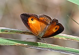 Orange Brushbrown butterfly, Mycalesis terminus