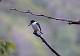 Forest Kingfisher, from our balcony