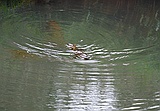 Duck-billed platypus