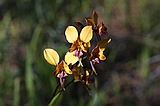 Common donkey orchid,  Diuris corymbosa