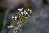 Tinsel lily,  Caractasia cyanea