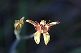 Dancing spider orchid,  Caladenia discoidia