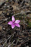 Pink enamel orchid, Elythanthera emarginata