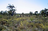 Damp habitat just North of Perth
