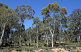 Wandoo wood (Eucalyptus wandoo)