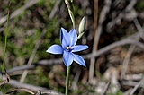 Blue lady orchid, Thelymitra crinita