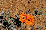 Orange hibbertia, Hibbertia miniata
