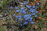 Blue leschenaultia, Lechenaultia biloba