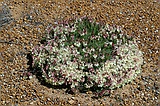Wreath leschenaultia, Lechenaultia macrantha