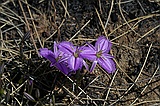 Fringed lily, Thysanotis sp
