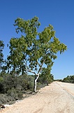 River red gum, Eucalyptus camaldulensis