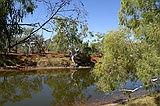 Cattle pool, river red gums