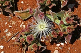 Ice plant, Mesembryanthemum crystallinum