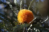 Acorn banksia, Banksia prionotes