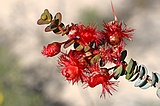 Scarlet feather flower, Verticordia grandis
