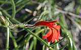 Scarlet leschenaultia, Lechenaultia laricina