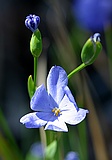 Morning iris, Orthosanthus multiflorus