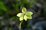 Lemon scented sun orchid, Thelymitra antennifera