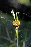 Donkey orchid, Diuris sp