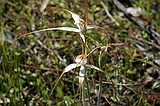 Spider orchid, Caladenia sp