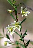 Phyllanthus calycinus