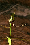 Bird orchid, Pterostylis barbata