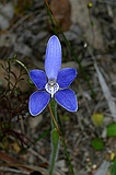 Silky blue orchid, Cyanicula sericea