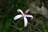 Sugar candy orchid, Caladenia hirta hirta