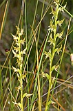 Little laughing leek orchid, Drasophyllum gracile